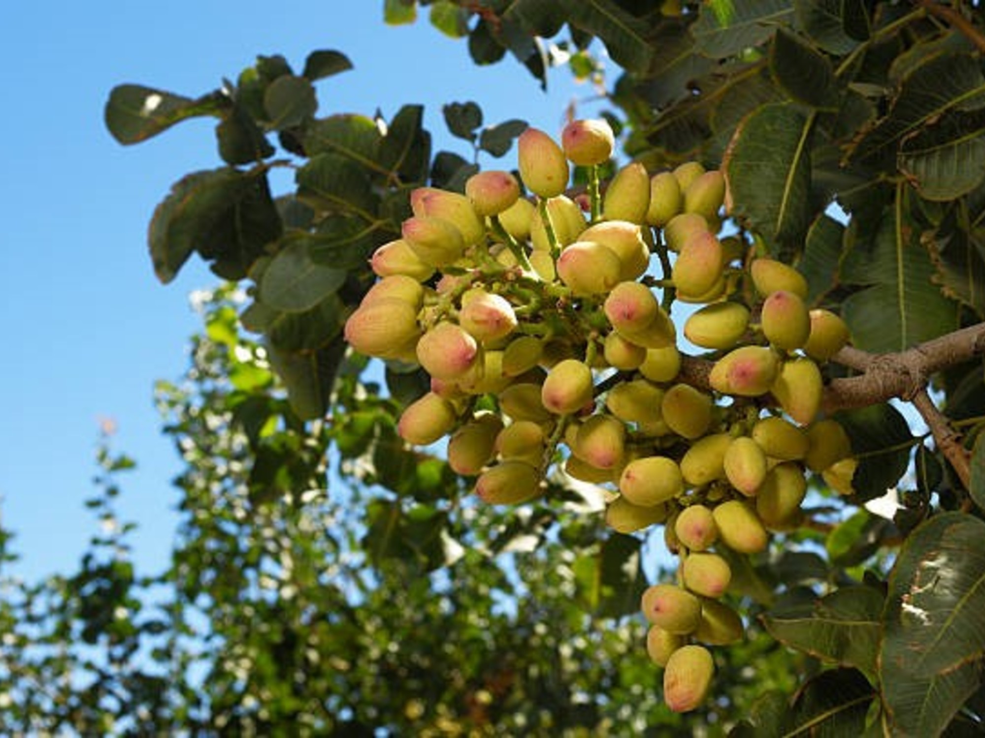 pistachos